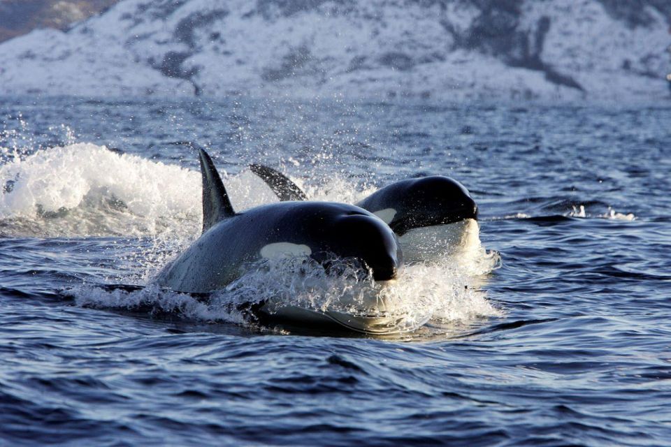 wildlife photography in Alta Norway